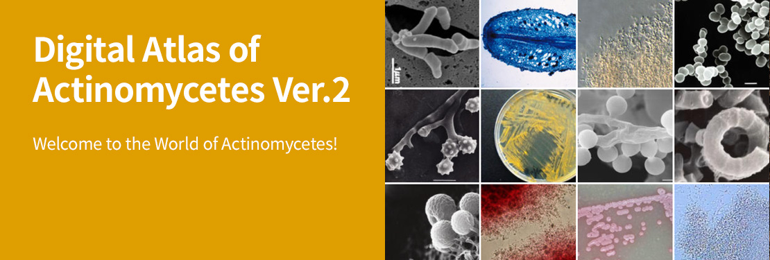 Digital Atlas of Actinomycetes Ver.2 