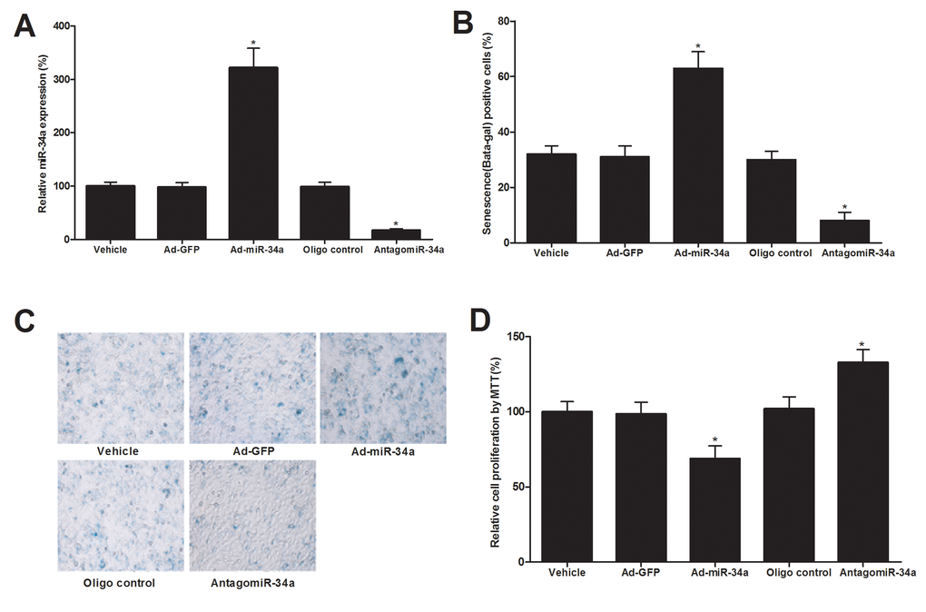 The effect of miR-34a on the senescence of cultured ECs. (A) The expression of miR-34a in ECs was successfully increased by Ad-miR-34a (30 MOI) and decreased by AntagomiR-34a (30 nM). (B) The senescence of ECs as shown by senescence-associated beta-gal staining was significantly inhibited by miR-34a inhibition. In contrast, cell senescence was much exacerbated by miR-34a overexpression. (C) Representative images from beta-gal staining of ECs. (D) Cell proliferation was increased by AntagomiR-34a, but decreased by Ad-miR-34a. Note: n=6; *p