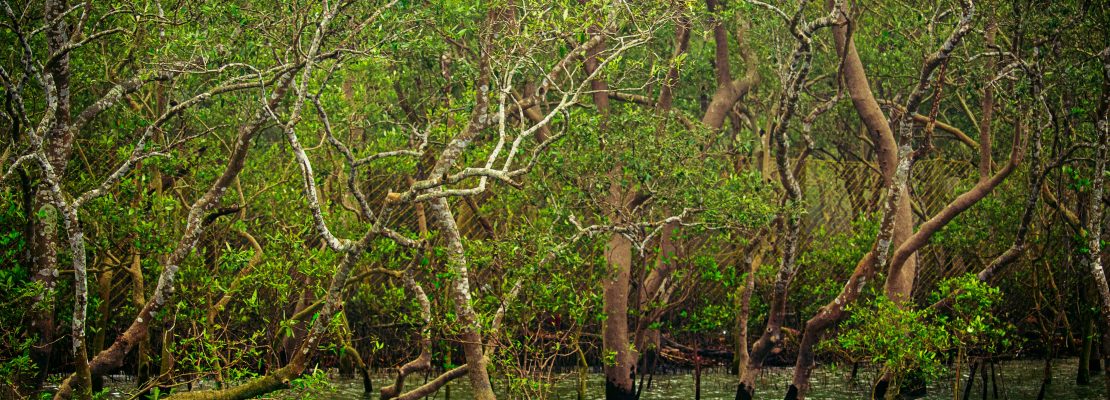 Plausible alternative future of mangroves and their ecosystem services: Case studies from Asia-Pacific region