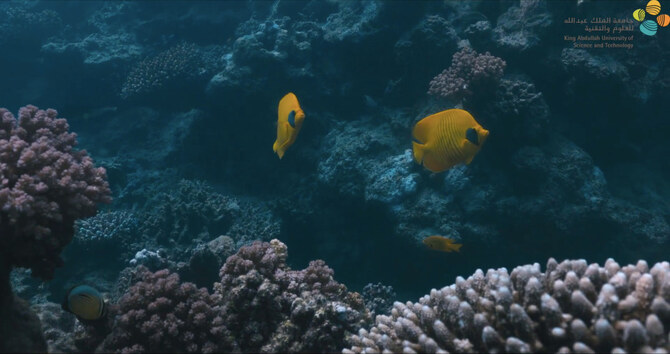 How a Saudi university’s AI solution is revolutionizing Red Sea coral conservation