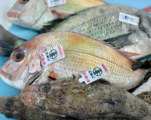 水揚げされたタイなどの鮮魚=富永邦彦さん提供