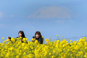 黄色い絨毯に映える雪化粧の富士　横須賀で菜の花が見ごろ