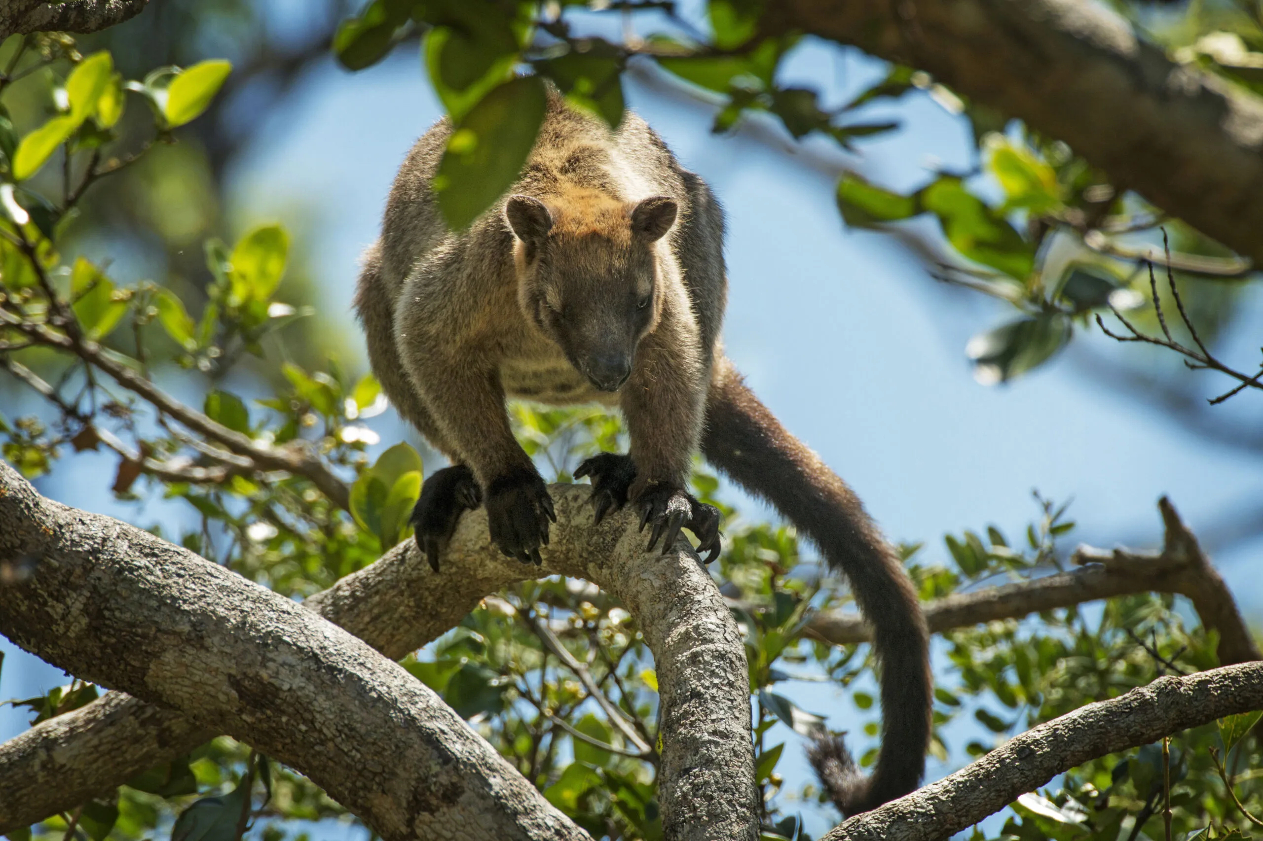 Image for article: Rare, almost mythical Australian tree kangaroos can finally be studied, thanks to new tech