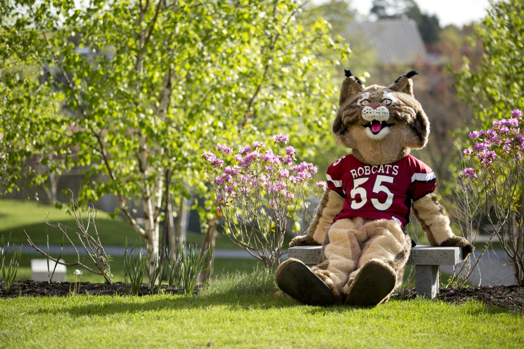 Bates mascot, the Bobcat is sitting on a granite bench in front of trees. 