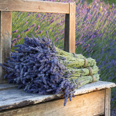 Lavender Fragrance Oil