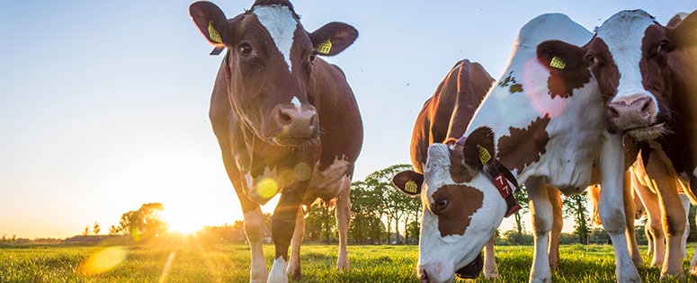 cows in a field during sunrise