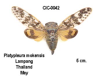 Platypleura mokensis