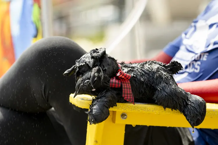 A soaked Scotty dog stuffed animal.