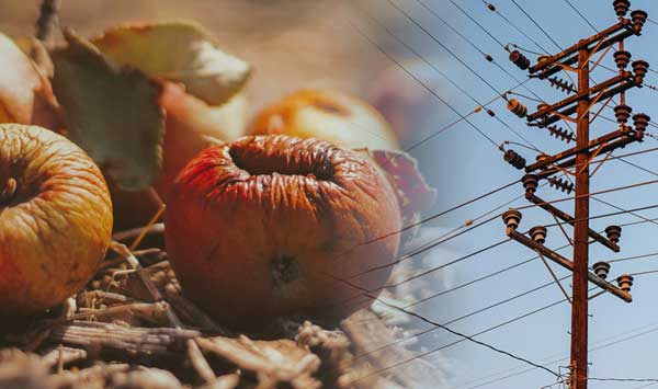 Rotting fruit and telephone pole