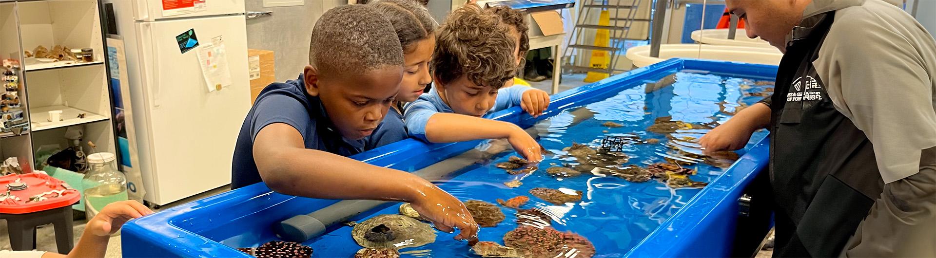 young children touching marine creatures in a touch tank