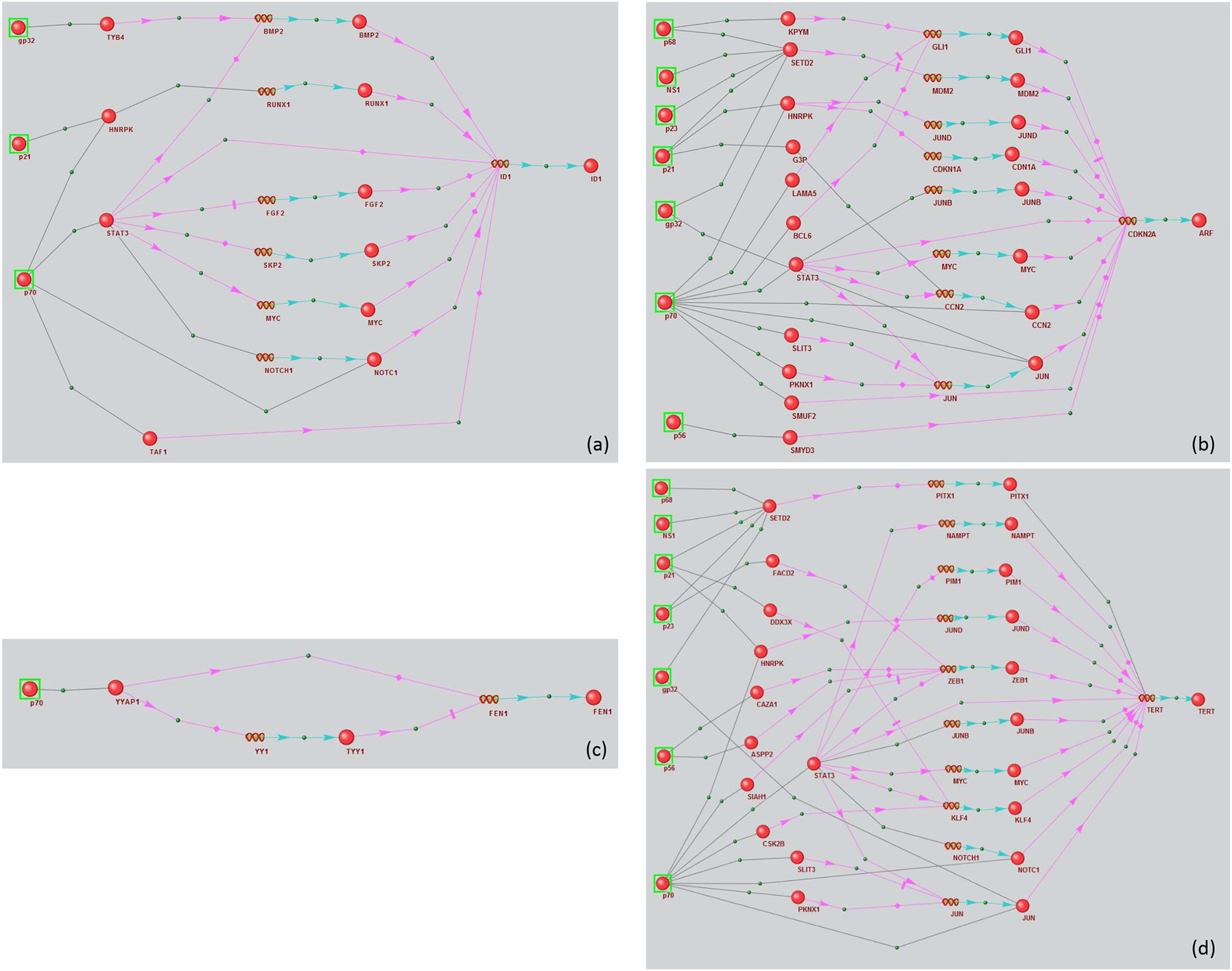 Figure 2: 
Regulatory networks of marker genes (a) ID1, (b) CDKN2A, (c) TERT, and (d) FEN1 modulated by HCV proteins. Black links between objects mean physical interaction, pink arrows – regulation of expression, blue arrows – production of a protein product from a gene.
