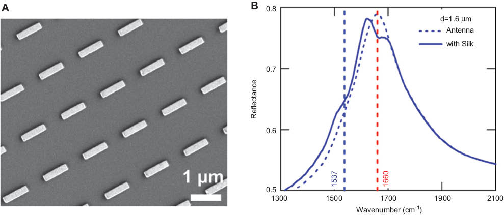 Figure 12 (A) Scanning electron microscope image of a periodic array of nanoantenna. (B) Comparison of reflectivity for bare antenna array and antenna array coated with a thin film of silk fibroin. Copyright (2001) PNAS, from ref. [91], with permission of the author.