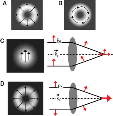 Figure 1 Images depicting the intensity profile as well as polarization orientations (arrows) of (A) radially and (B) azimuthally polarized beams; (C, D) Focusing properties with high-NA lenses for different beam shapes; (C) Gaussian beam results in complex polarization, while (D) a radially polarized beam yields an intense, well-defined electric field along the optic axis.