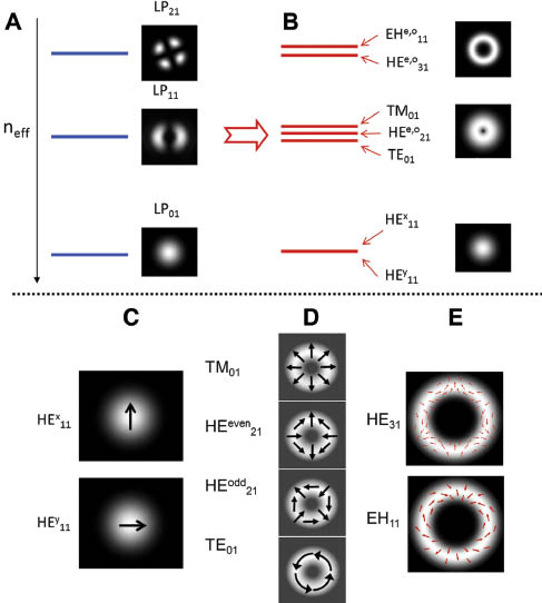 Figure 3 Modes of a step index fiber in the (A) scalar approximation, and (B) full vector solutions. Vertically stacked lines and associated arrows show relative neff for each solution: (C, D and E) Vector mode solutions, as in (B), but showing mode degeneracies and polarization orientations.