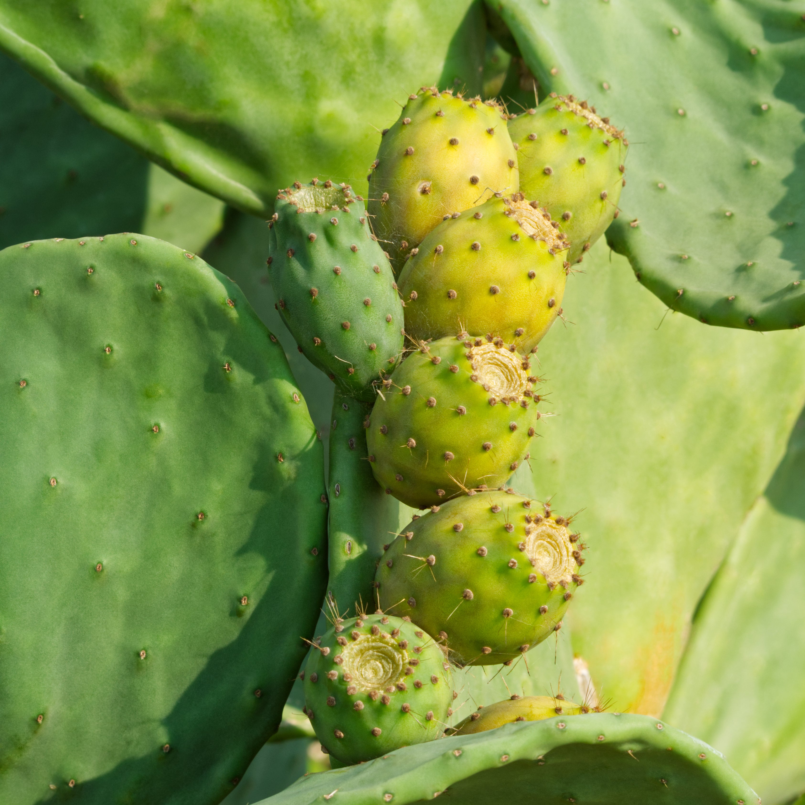 Prickly Pear Seed Oil: A Luxurious Elixir for Radiant Skin