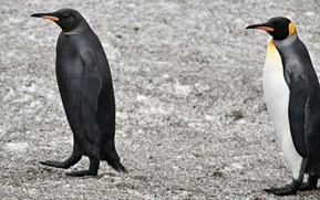 One in half a million: South Georgia Island’s rare black penguin caught on camera