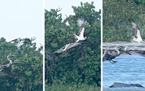 Sky pirate: Slow-mo footage shows pelican snatching osprey's meal mid-air