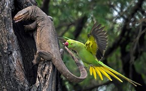 Parakeet Flies Into Top Spot at SINWP Bird Photographer of the Year