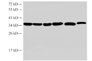 WB Related Reagents