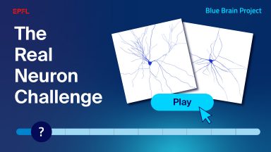 the real neuron challenge