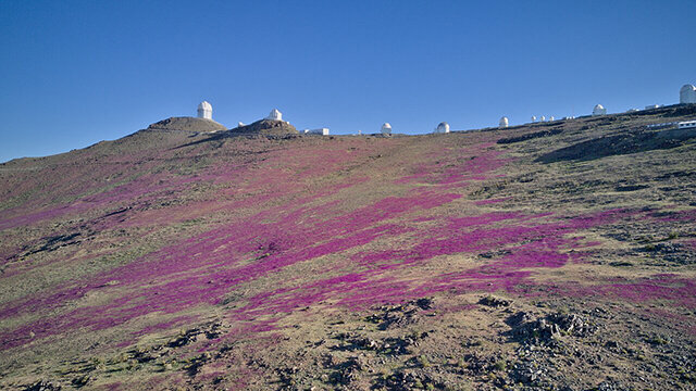 Sleeping beauty awakens in La Silla