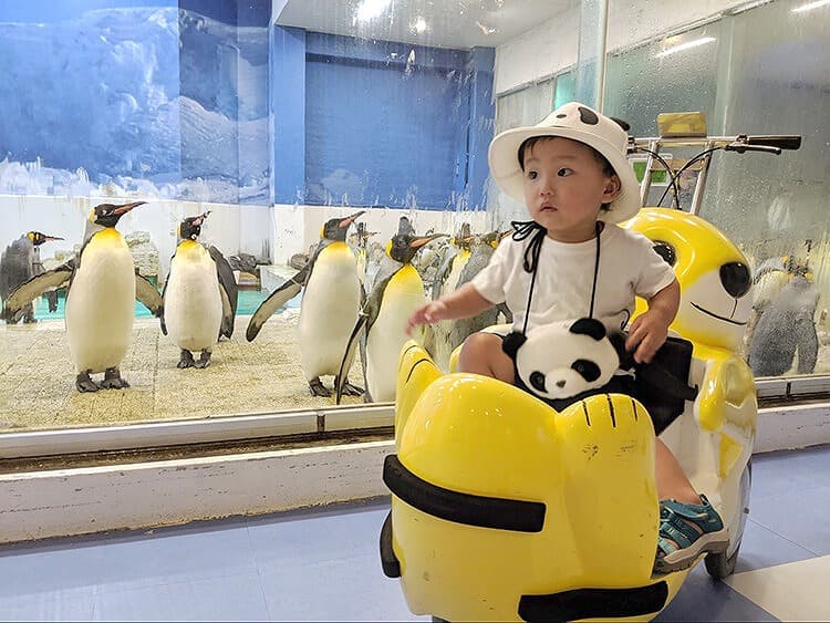 凄まじい数のペンギン！