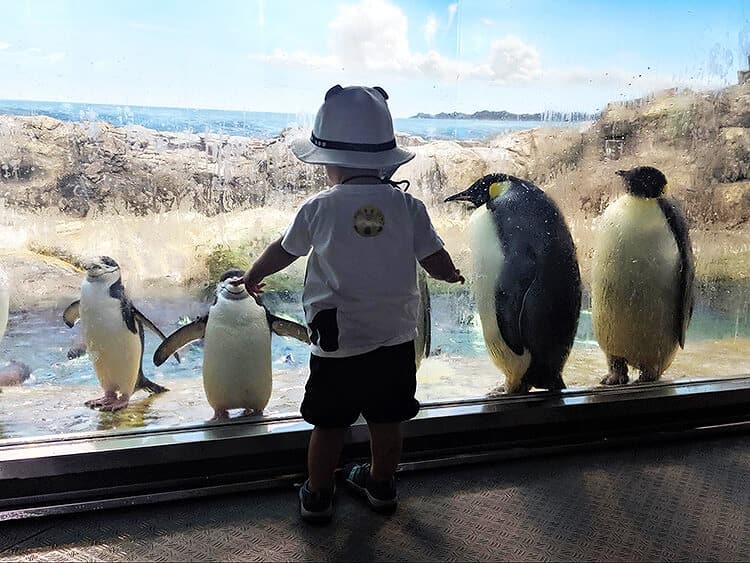 ペンギンと水槽越しに会話