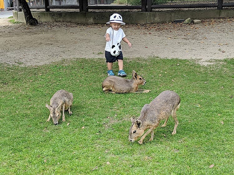 子供が動物に向かって歩いて行き、語りかけるように！