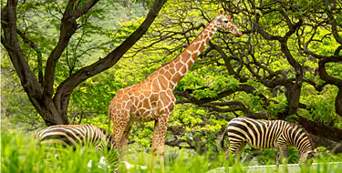 Honolulu Zoo 