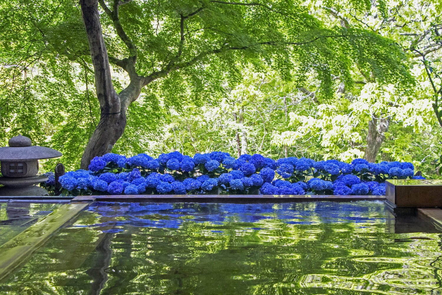 星野リゾートの温泉旅館「界 箱根」あじさい尽くしのイベント、花水盤や温泉で寛ぐ宿泊プラン｜写真2