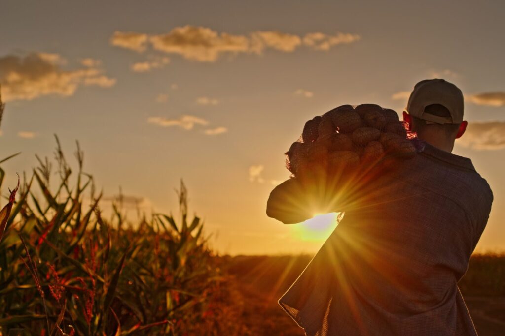 Farmer with a sack of potatoes on his back walks into the sunset.