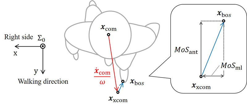 Dynamic gait stability (margin of stability)