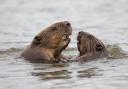 Changes to species translocation guidance following Loch Lomond beavers investigation