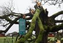 The Darnley Sycamore tree was damaged in the storm