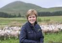 Nicola Sturgeon with lambs being prepared for market during a visit to South Slipperfield Farm,  West Linton.