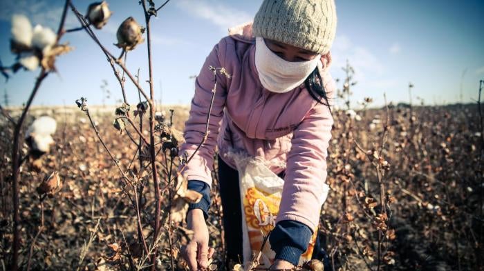 A woman picks cotton during the 2015 cotton harvest, which runs from early September to late October or early November annually.