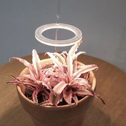 grow lights for indoor plants