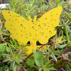 sticky trap, fruit fly fungus gnat