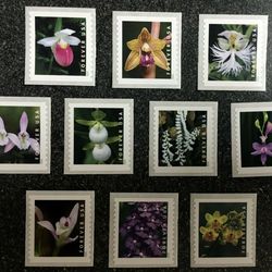 100 wild orchids 2020 unused us forever first class flowers wedding invitation celebration anniversary envelope greeting