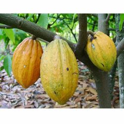 fresh cocoa seeds cacao theobroma cacao live seed for plant chocolate free shipi 50 seeds