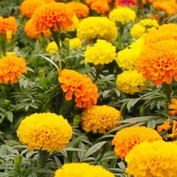 marigold seeds 2.5g for planting a beautiful flower garden, bursting with color and blooms (500 seeds)