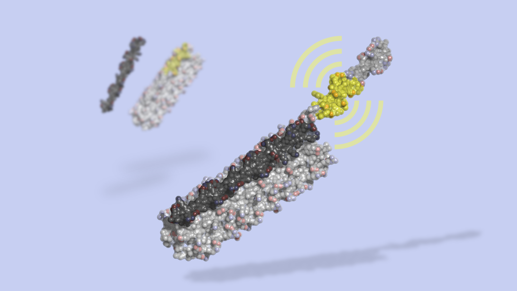 Introducing LOCKR: a bioactive protein switch