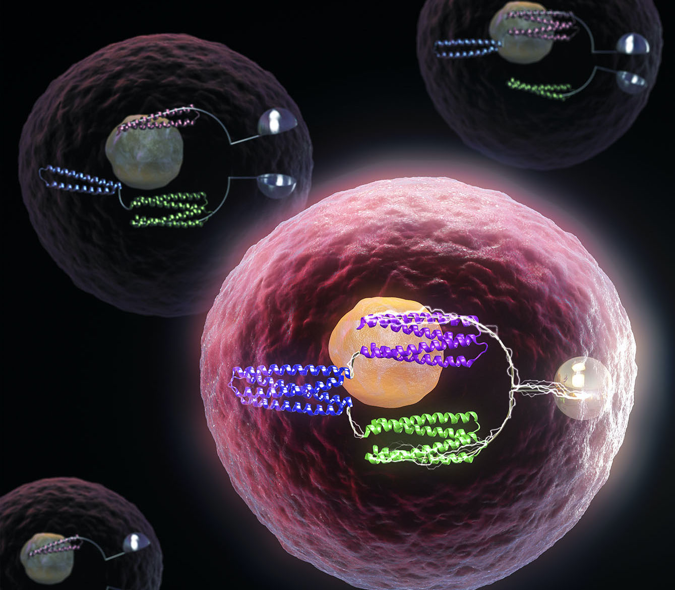 De novo design of protein logic gates