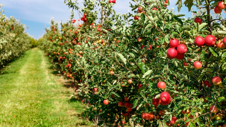 Apple orchard filled with fruit