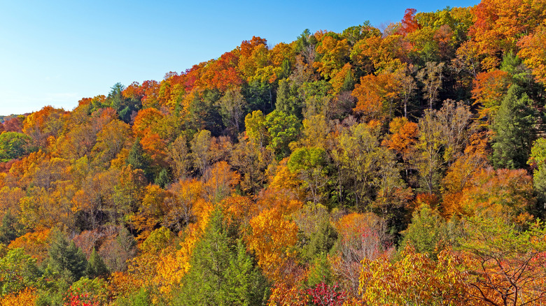 Hocking Hills State Park in fall