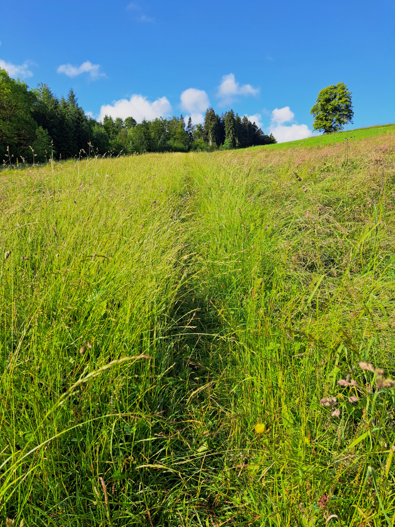 a hidden path through a grass field