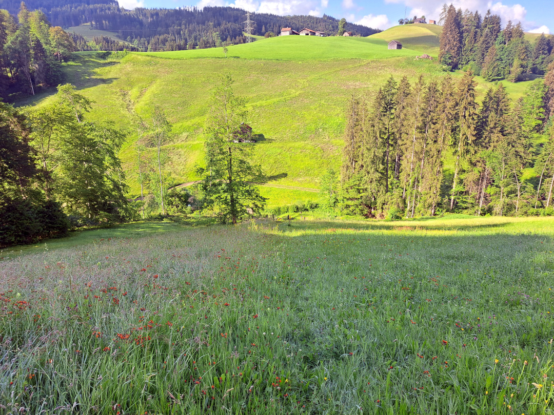 a grass field, deep into the weeds, with just a hint of someone having walked through it before