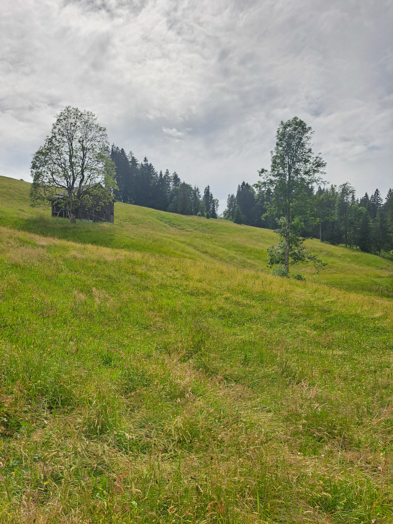 Image: An uneven grass terrain with two trees in the front and more forests in the back