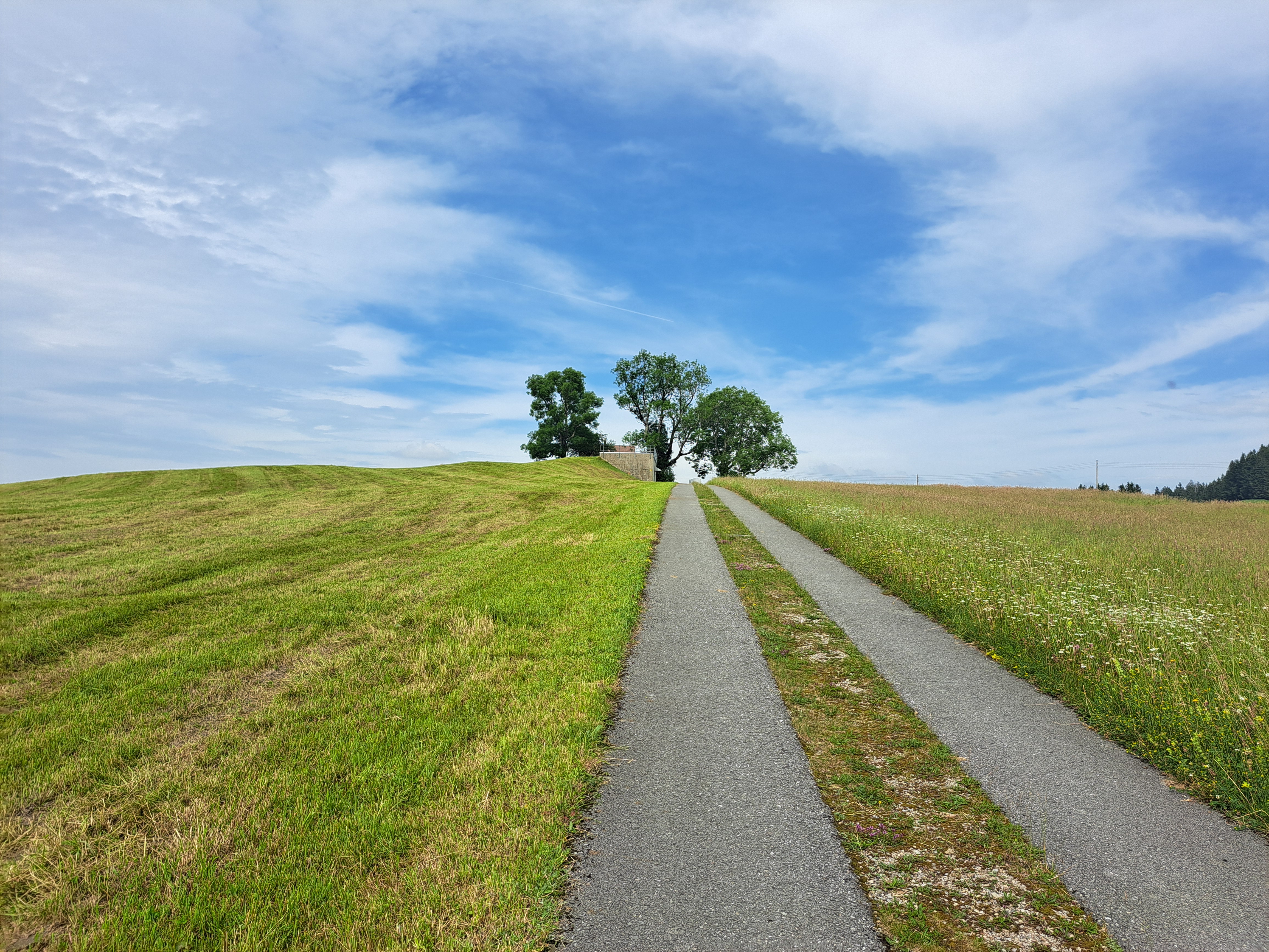 Image: A straight path with cut grass on the left and high grass on the right, leading towards 3 large trees in the center of the image and a blue sky with clouds in the top-halve of the image.