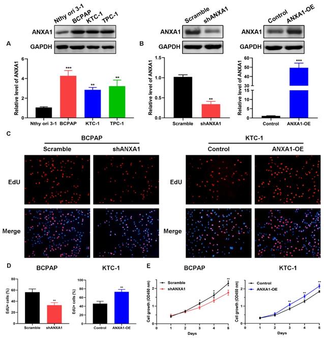 J Cancer Image